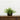 11" Artificial Mixed Fern Plant with Twig and Moss Basket