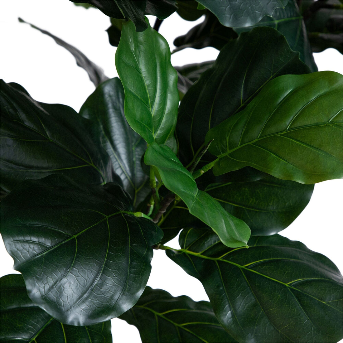12 fiddle leaf fig 12' Artificial Fiddle Leaf Tree