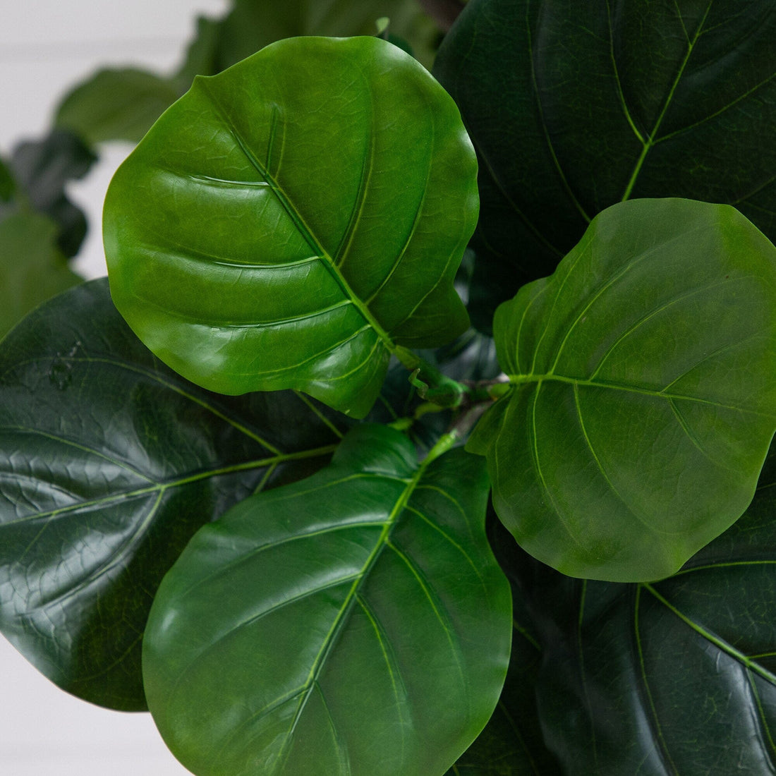 12 fiddle leaf fig 12' Artificial Fiddle Leaf Tree