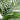 12' UV Resistant Artificial Areca Palm Tree (Indoor/Outdoor)