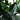 13’ Artificial Fiddle Leaf Fig Tree