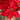13" Artificial Poinsettia Arrangement in Burlap Planter - Set of 2