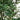 13’ Giant Artificial Olive Tree