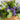 13” UV Resistant Artificial Dandelion and Rosemary in Woven Hanging Basket (Indoor/Outdoor) -Set of 2