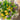 13in. UV Resistant Artificial Pansy Bush (Indoor/Outdoor) - Set of 12