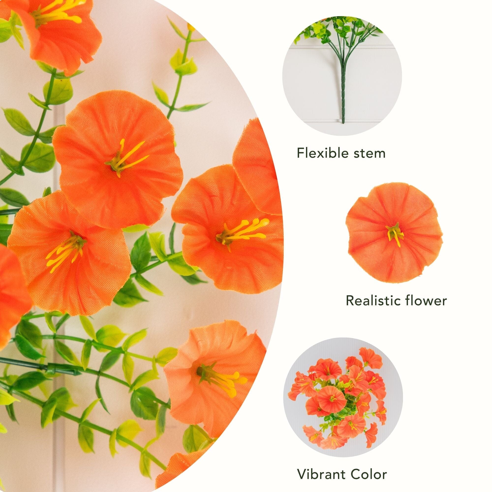 未開封　MORNING GLORY Synthetic Morning Glory, Choice Mixed Colors Seeds | Easy to Grow Annual