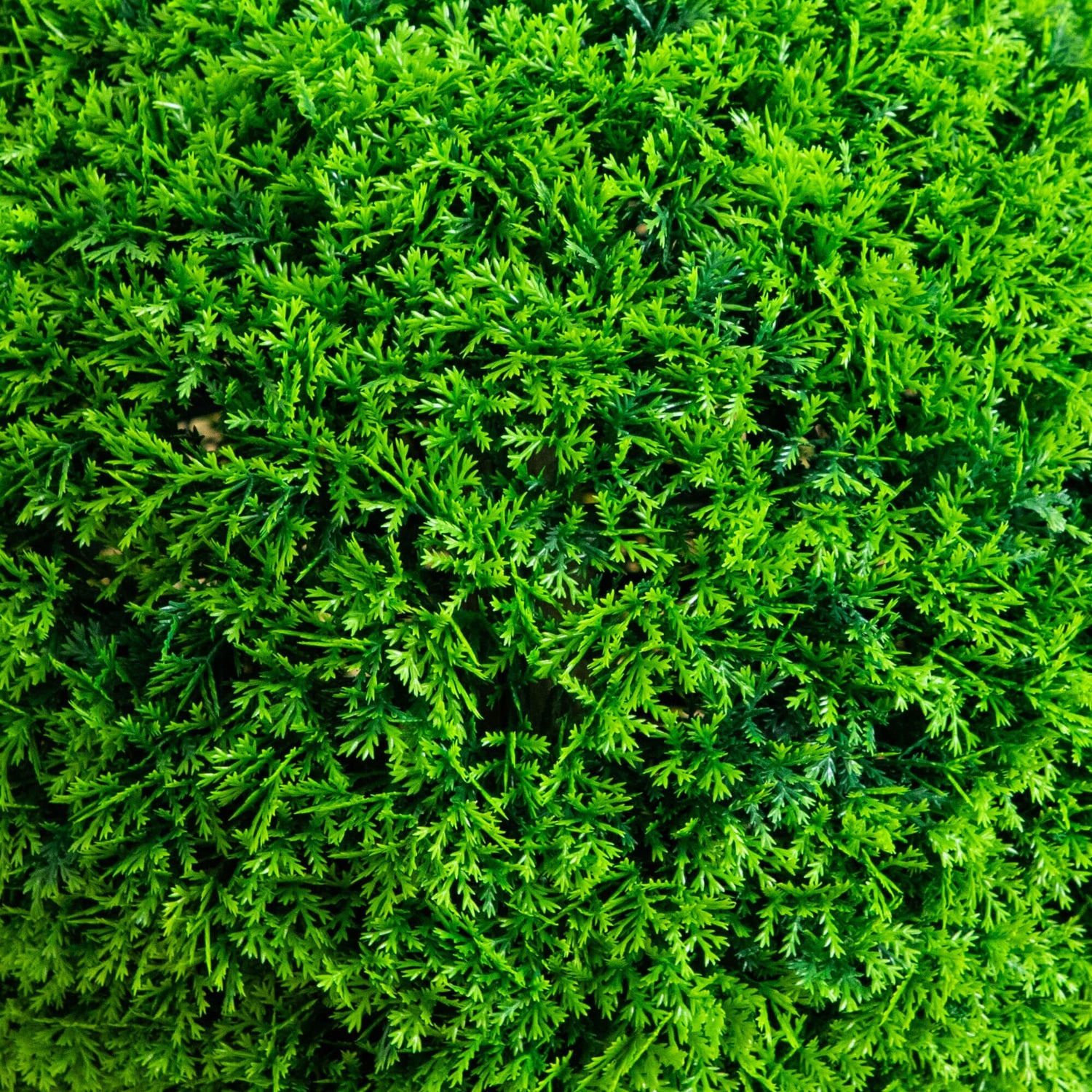 16" UV Resistant Artificial Mediterranean Cypress Topiary Plant (Indoor/Outdoor)