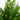 18” Artificial Real Touch Winter Cypress Bush in Moss Planter