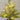 18” Pre-Lit Artificial Snowed Cypress Christmas Tree with 15 LED Lights in Hyacinth Basket