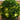 18” UV Resistant Artificial Boxwood Ball Topiary with LED Lights in Decorative Planter (Indoor/Outdoor)
