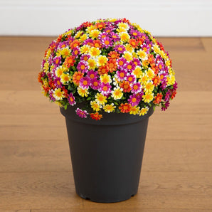 18” UV Resistant Artificial Mixed Daisy Plant (Indoor/Outdoor)