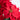 Poinsettias