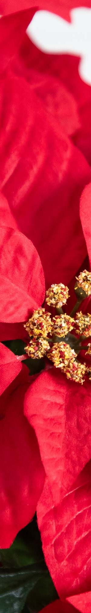 Poinsettias