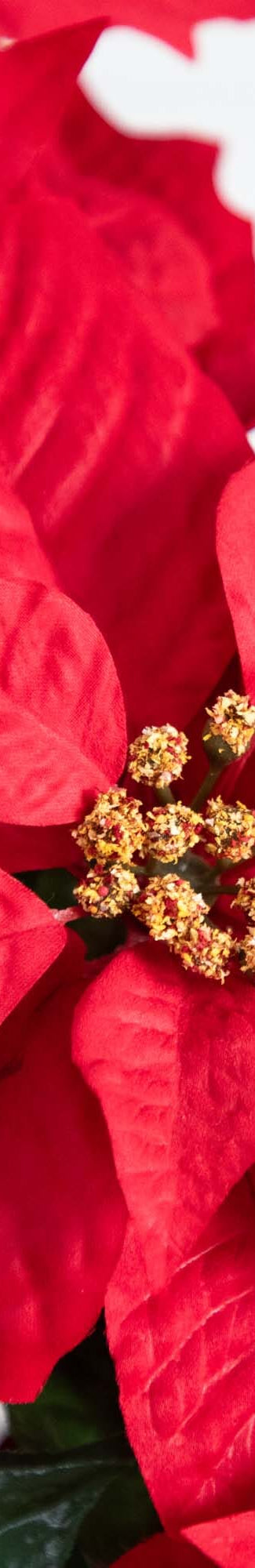 Poinsettias