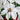 19” Artificial Lush White Poinsettia Arrangement in Red Wrapped Planter