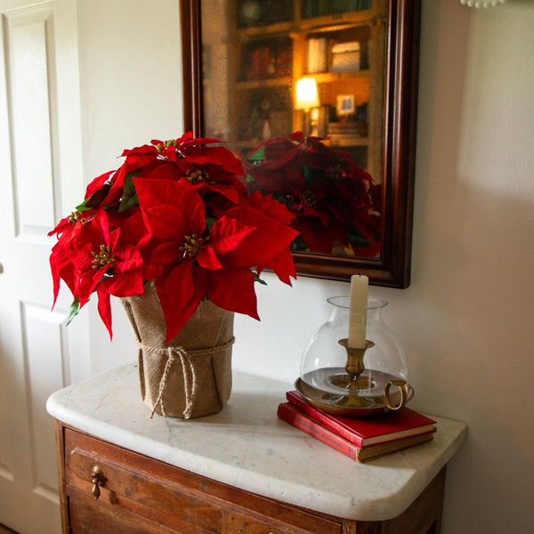 19” Artificial Red Velvet Poinsettia Arrangement in Burlap Planter
