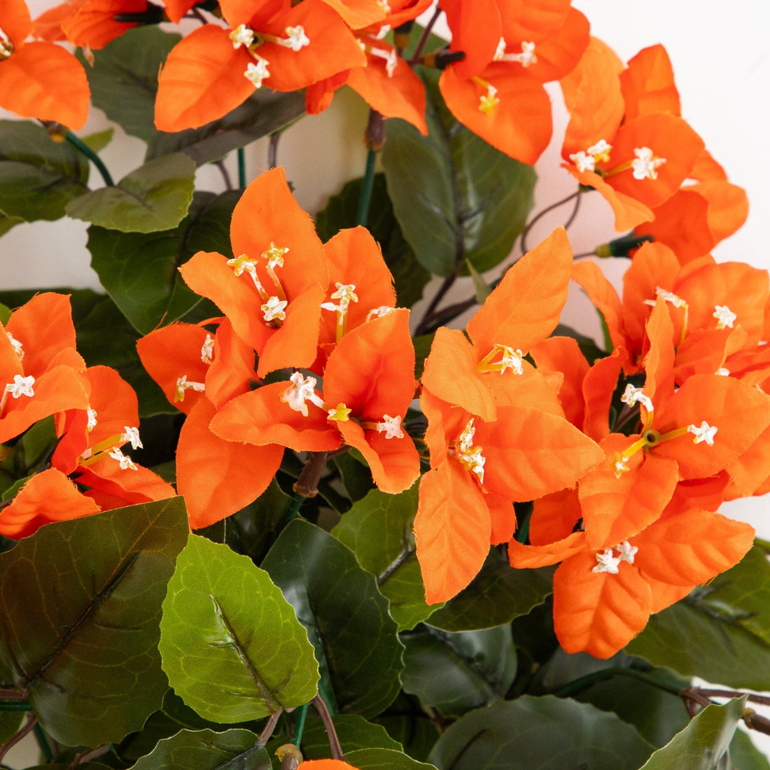 bougainvillea indoor plant 19