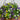 19” UV Resistant Artificial Dandelion and Rosemary Hanging Basket (Indoor/Outdoor)