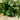19" UV Resistant Artificial Puff Ivy Bush (Indoor/Outdoor) - Set of 3