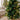 2’ Artificial Christmas Tree with 35 Clear LED Lights in Decorative Basket