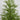 2' Artificial Norfolk Pine Christmas Tree in White Ceramic Planter