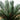 2’ Cycas Artificial Tree UV Resistant (Indoor/Outdoor)