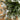 2', 3', 4' Artificial Snowed Balsam Fir Christmas Tree in Burlap Wrapped Base - Set of 3
