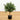 2' Olive Artificial Tree