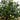 2' Olive Artificial Tree