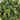 2' UV Resistant Artificial Boxwood Topiary with Integrated Ground Stake (Indoor/Outdoor) - Set of 2