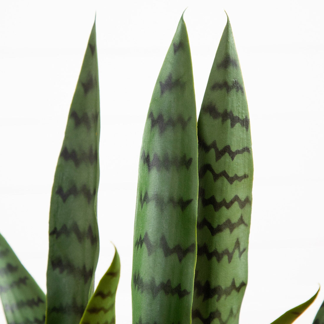 2' UV Resistant Artificial Sansevieria Plant in White Decorative Planter  (Indoor/Outdoor)