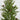 20” Artificial Christmas Cedar Pine Tree with Pinecones in White Ceramic Planter