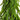 20" Artificial Real Touch Down Swept Norfolk Island Pine in Christmas Tin Metal Planter with Natural Look
