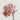 20” Orchid Phalaenopsis in vase