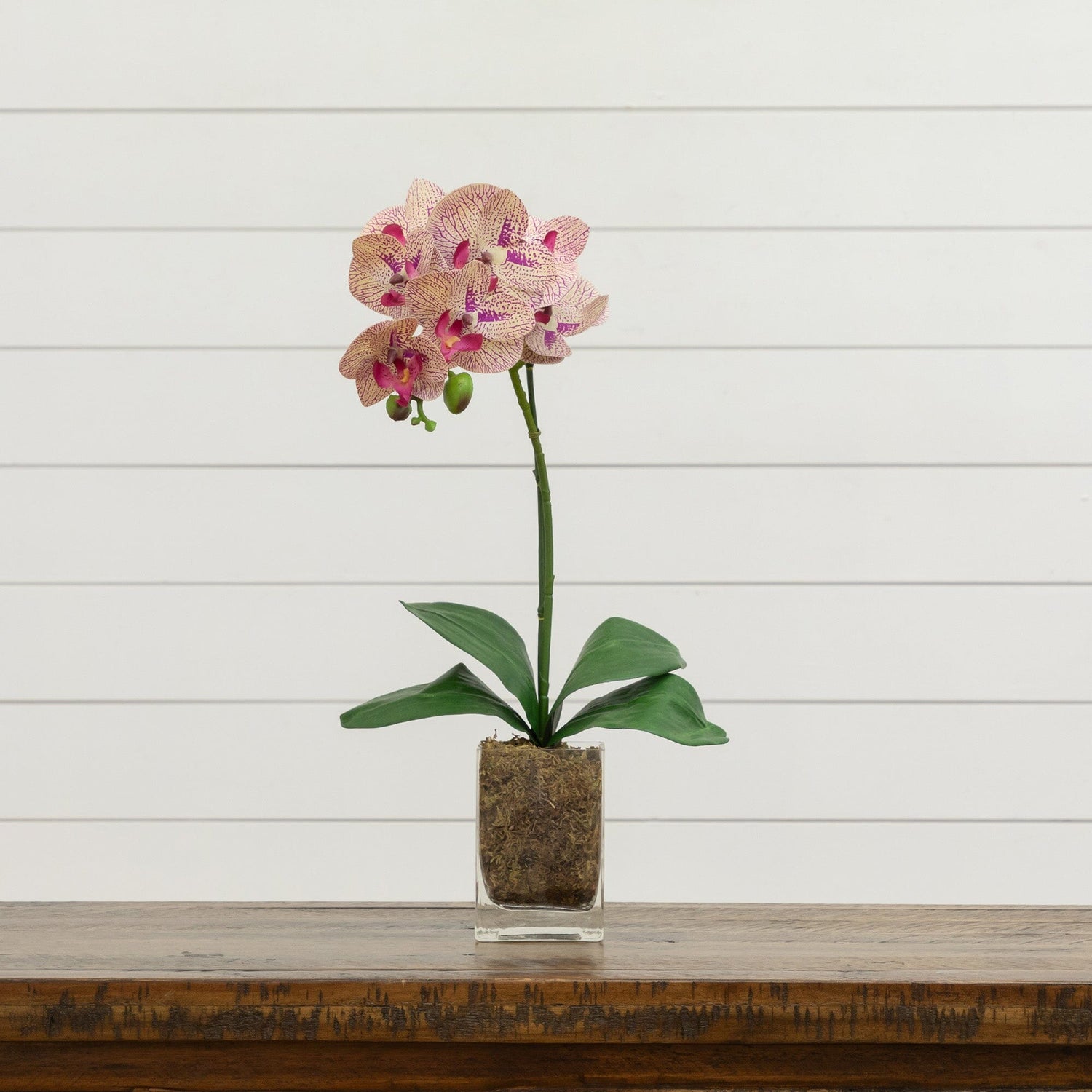 20” Orchid Phalaenopsis in vase