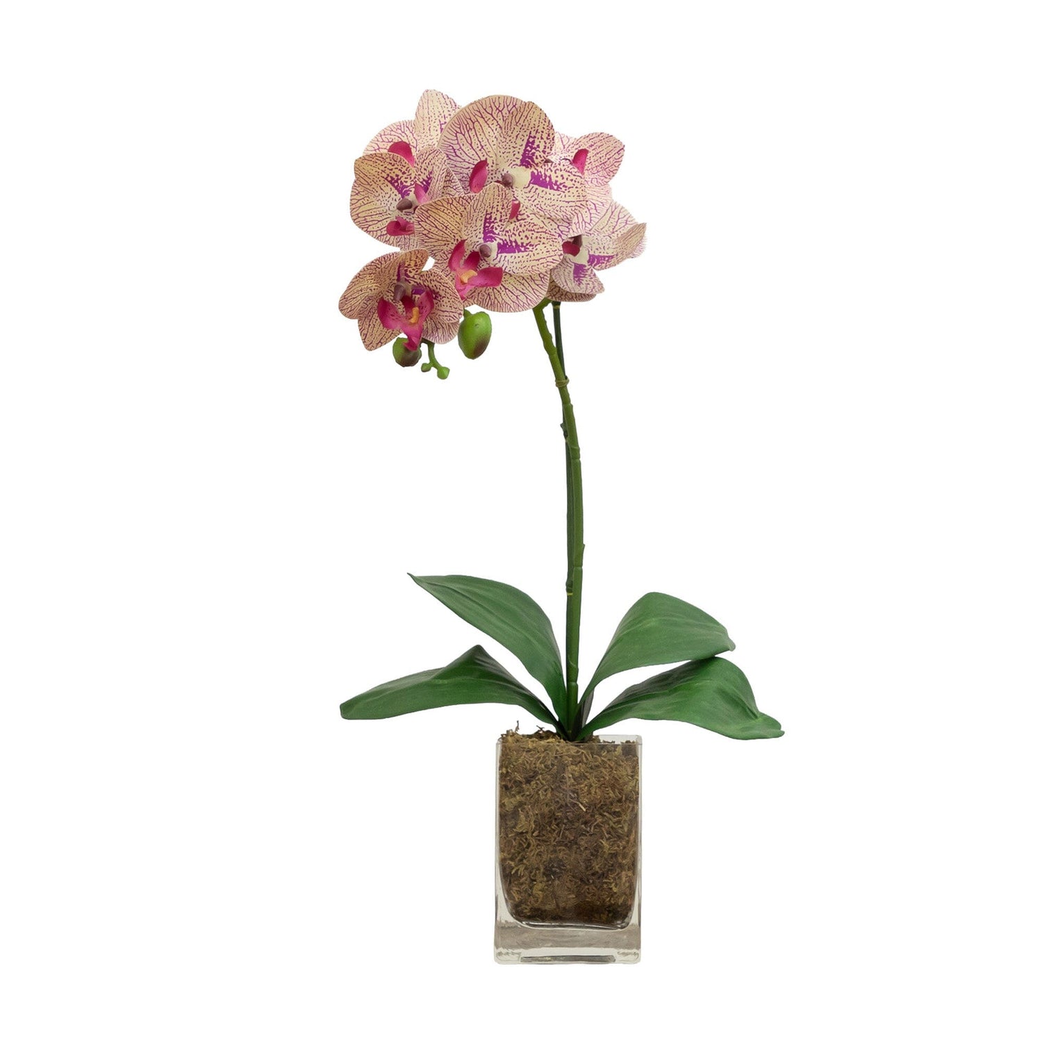 20” Orchid Phalaenopsis in vase