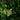20” x 20” UV Resistant Corfu Island Artificial Living Wall Panels (Indoor/Outdoor) - Set of 3