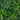 20” x 40” UV Resistant Andean Cloud Forest Artificial Living Wall Panel (Indoor/Outdoor)