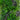 20” x 40” UV Resistant Borneo Jungle Artificial Living Wall Panel (Indoor/Outdoor)