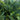 21" UV Resistant Artificial Fern in Hanging Basket (Indoor/Outdoor) - Set of 2