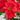 22” Artificial Poinsettia Plant