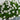 22” UV Resistant Artificial Mini Rose and Aptenia Hanging Basket (Indoor/Outdoor)