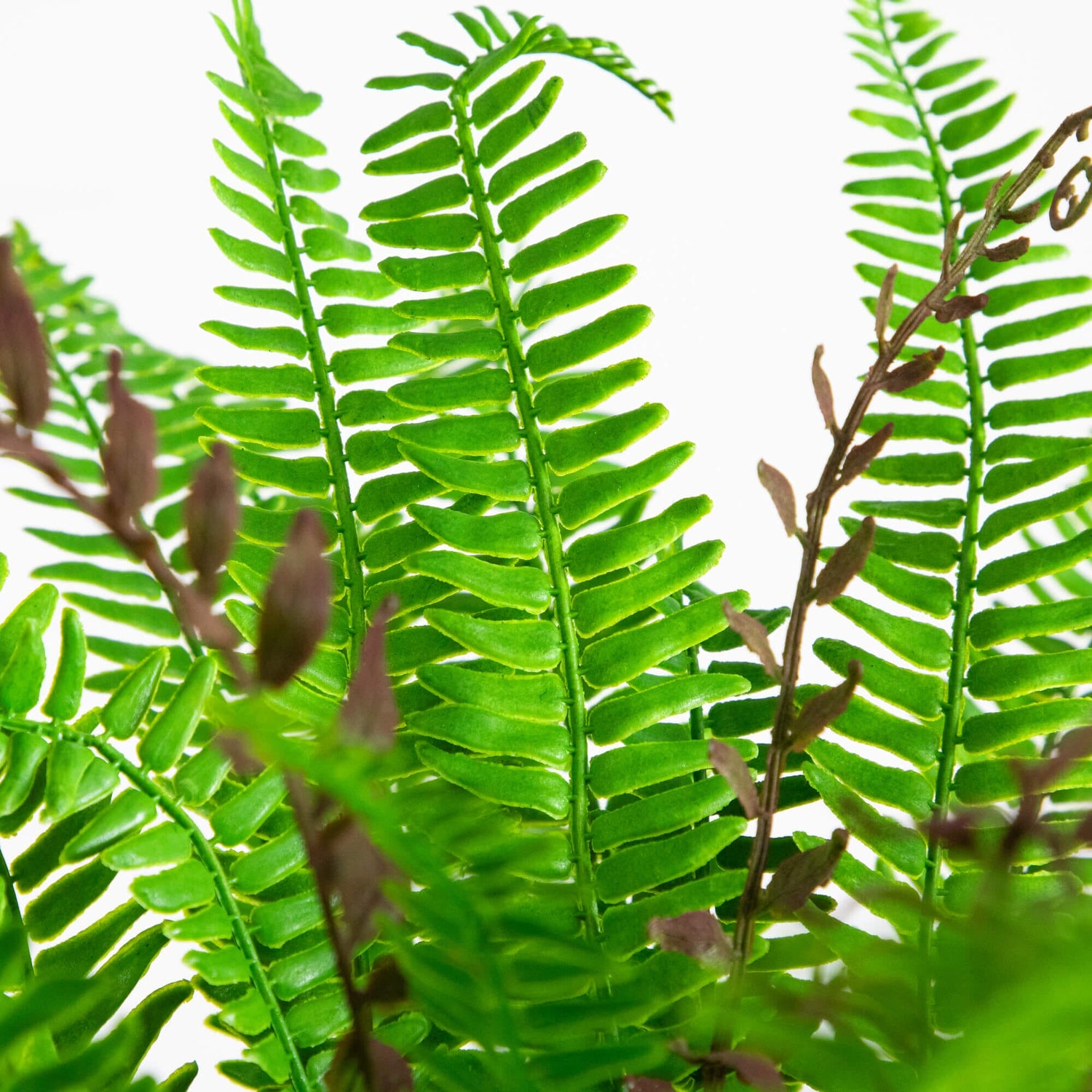 23" UV Resistant Artificial Real Touch Boston Fern Plant (Indoor/Outdoor)