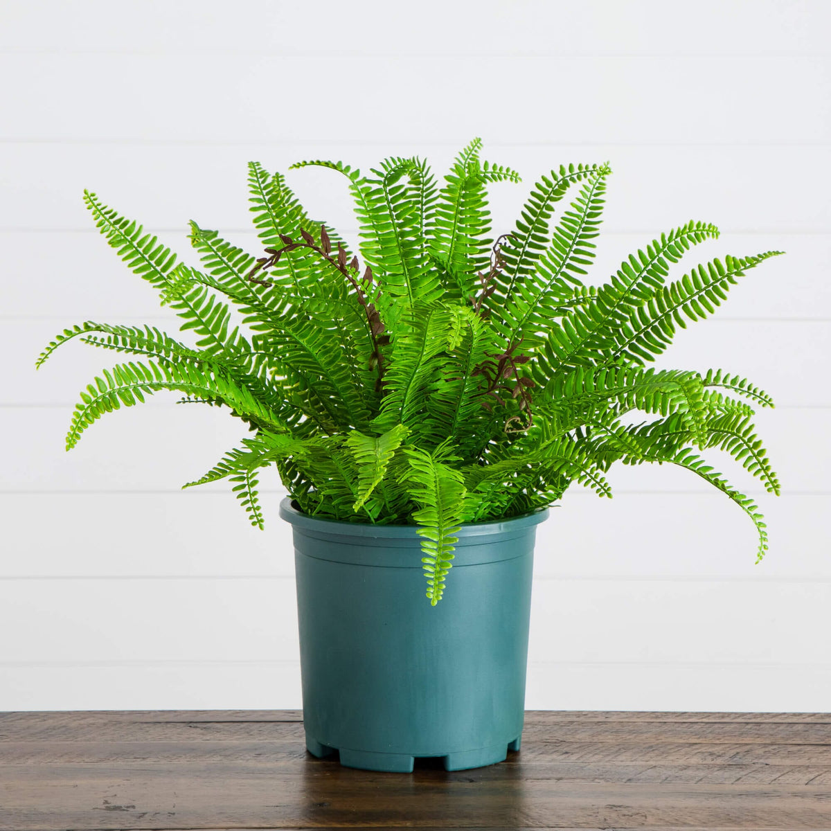 real plants indoor Nearly Natural 23-in UV Resistant Artificial Real Touch Boston Fern Plant (Indoor/Outdoor)
