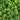 23" UV Resistant Artificial Flowering Boxwood Topiary with Integrated Ground Stake (Indoor/Outdoor)