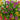 23"UV Artificial Daisy Flowering Plant with Integrated Stake (Indoor/Outdoor) - Set of 2