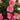 24" UV Resistant Artificial Hibiscus Hanging Plant (Indoor/Outdoor) - Set of 2