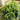 24" UV Resistant Artificial Fittonia Hanging Plant (Indoor/Outdoor) - Set of 3