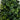 2.5' UV Resistant Artificial Boxwood Plant with Integrated Ground Stake (Indoor/Outdoor) - Set of 2