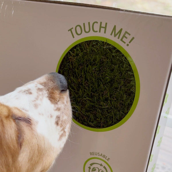 A close-up of a dog's face looking at a green grass-like product inside a circular cutout on a white box labeled 'TOUCH ME!'.